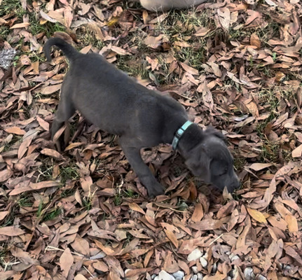 Nova