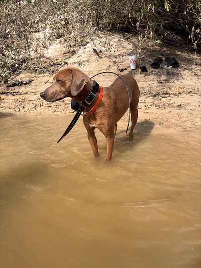 Lil Copper