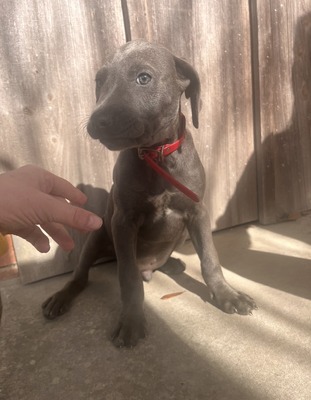 Grover