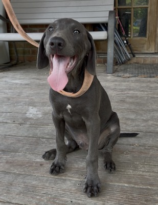 Gunner