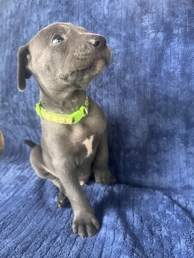 Loki