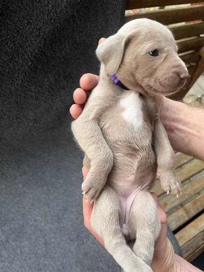 Cypress pup