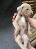 Cypress pup